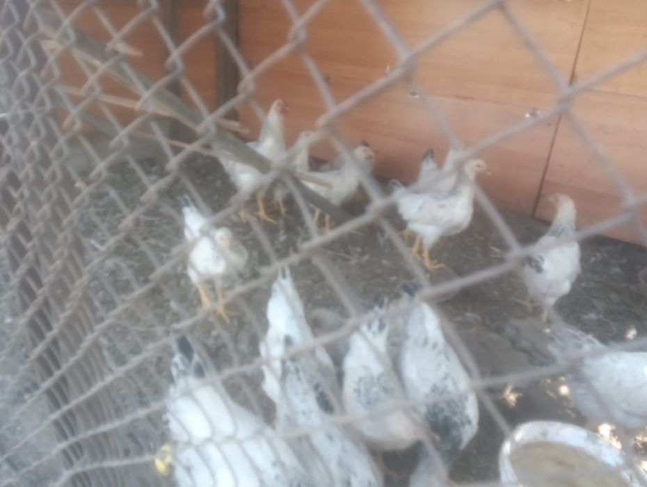 Продам кур и циплят