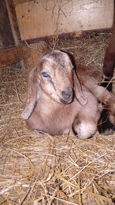 Tapisori pt biberon sau înțărcați