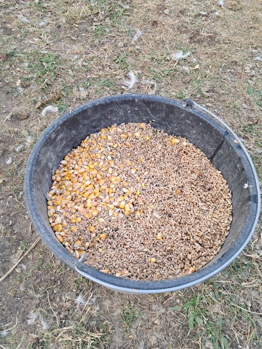 Gâște mature și tinere de țară