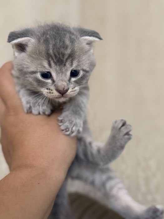 Вислоухие котята