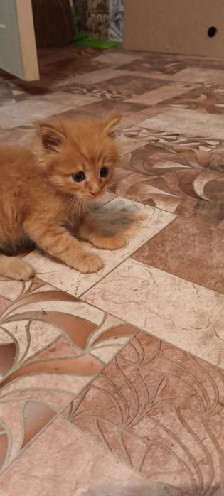 Котенок отдам в добрые руки