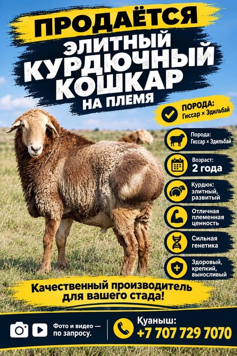 Продам курдючного кошкара