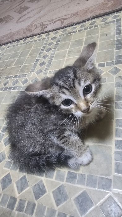 котята крысыловы