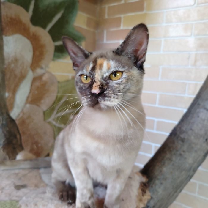 Бурманские котята