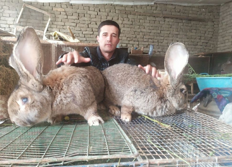 Flandr quyonlar sotiladi