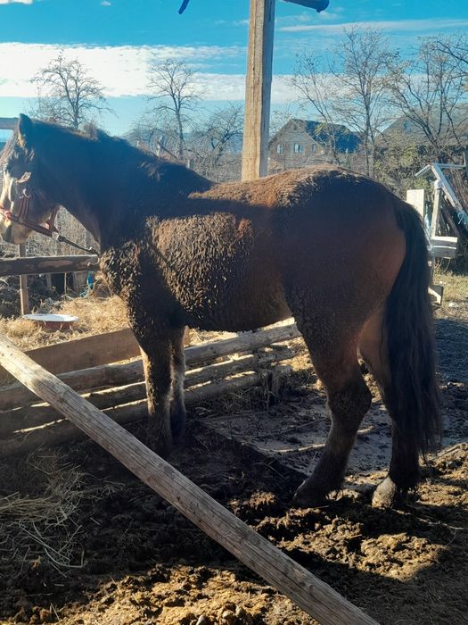 Vând o iapa ai un armăsar de doi ani