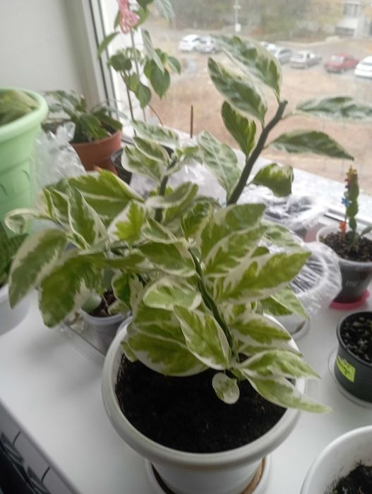 Цветок педилантус