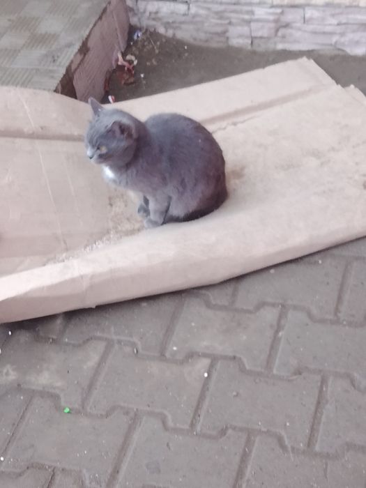 Британский кот породистый