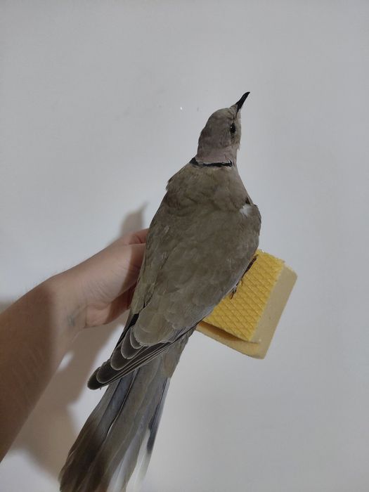 Gugustiuc impaiat, taxidermie 1