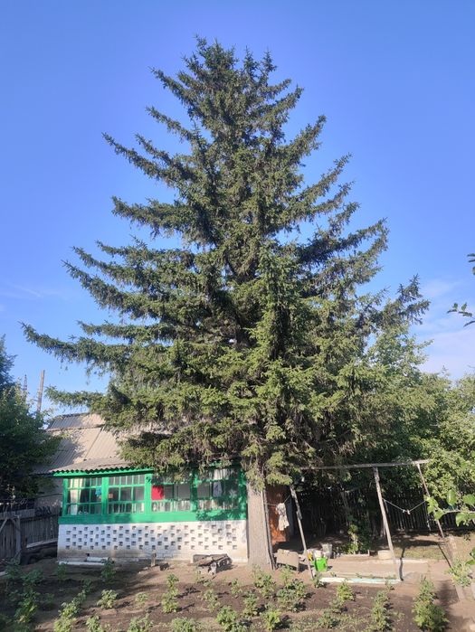 Продам дачу сад Мелиоратор