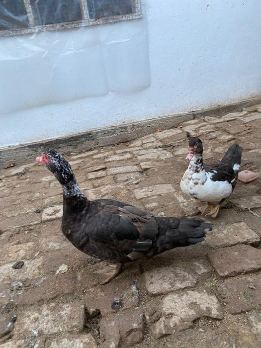 Селезень Индоутка