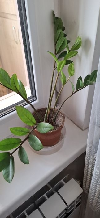 Продам цветы доллар