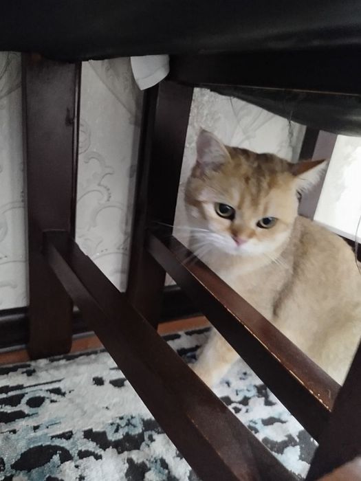 Продам британский шиншилла мальчика