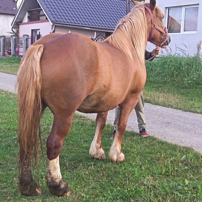 Vând iapa de 5 ani gestanta