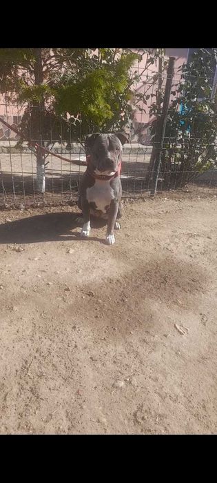 Amstaff blue femela