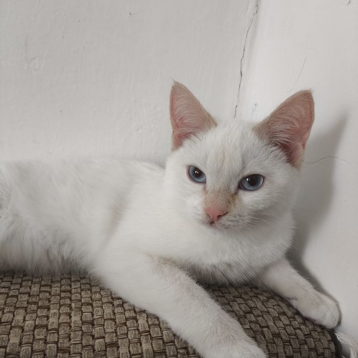 отдам котика мальчика