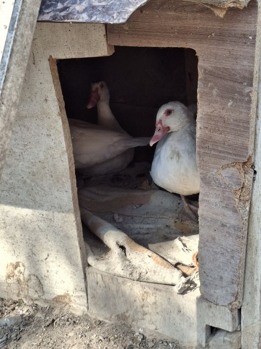 Продаются индаутки