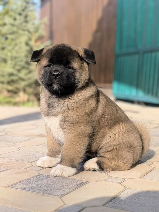 Продается щенок Американской акиты