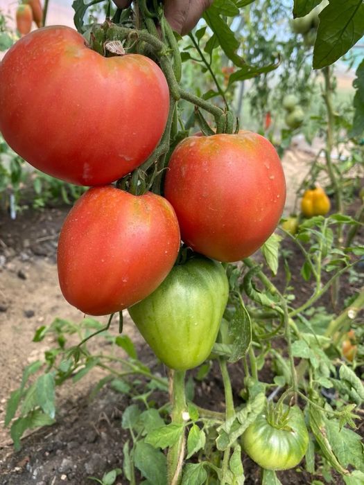 Продам расссаду помидор крупноплодных