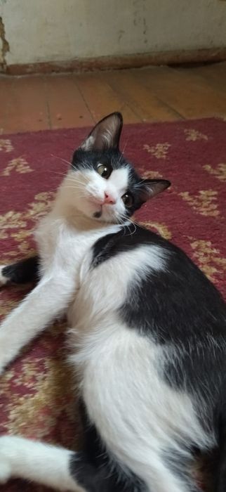 котята бесплатно в хорошие руки