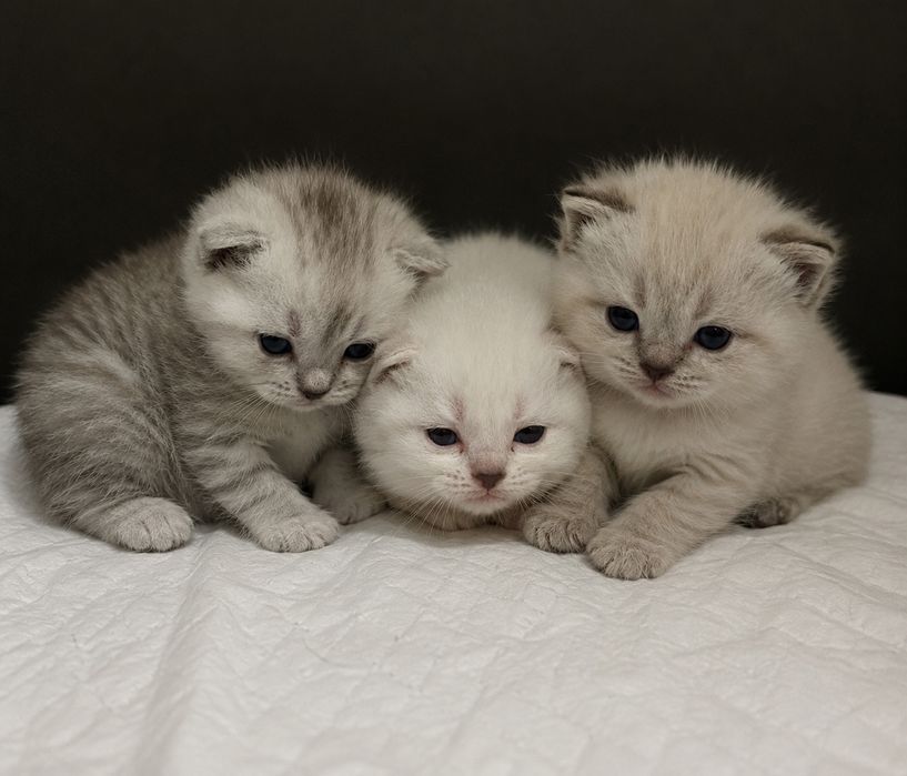Продаются котята