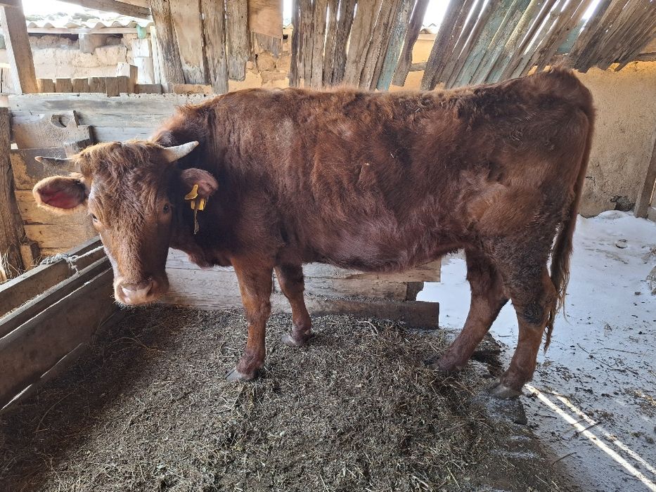 Қашар сатылады.Күйі керемет