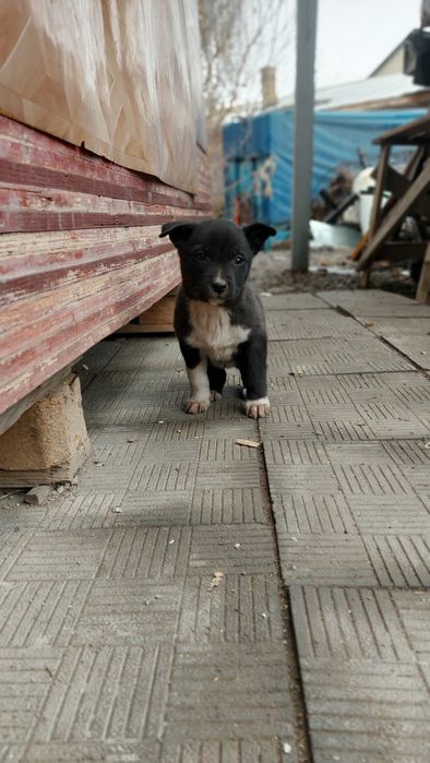 Отдам щенков в хорошие руки