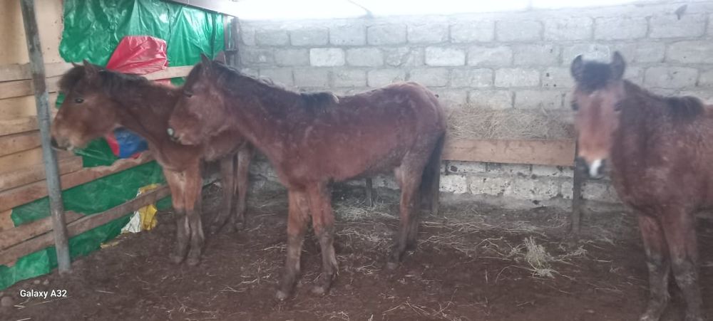 Жабағылар  еркек  сатылады