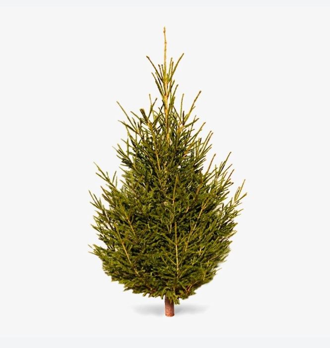 Живая ель, с запахом леса из Сибири. Ёлки в Алматы, оптом и в розницу.