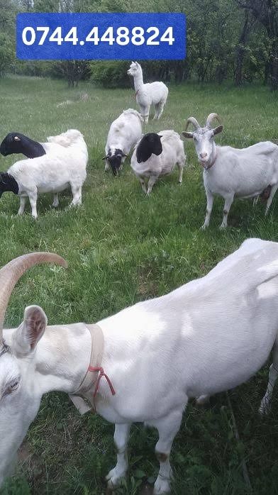 Vând capre bunăciuni
