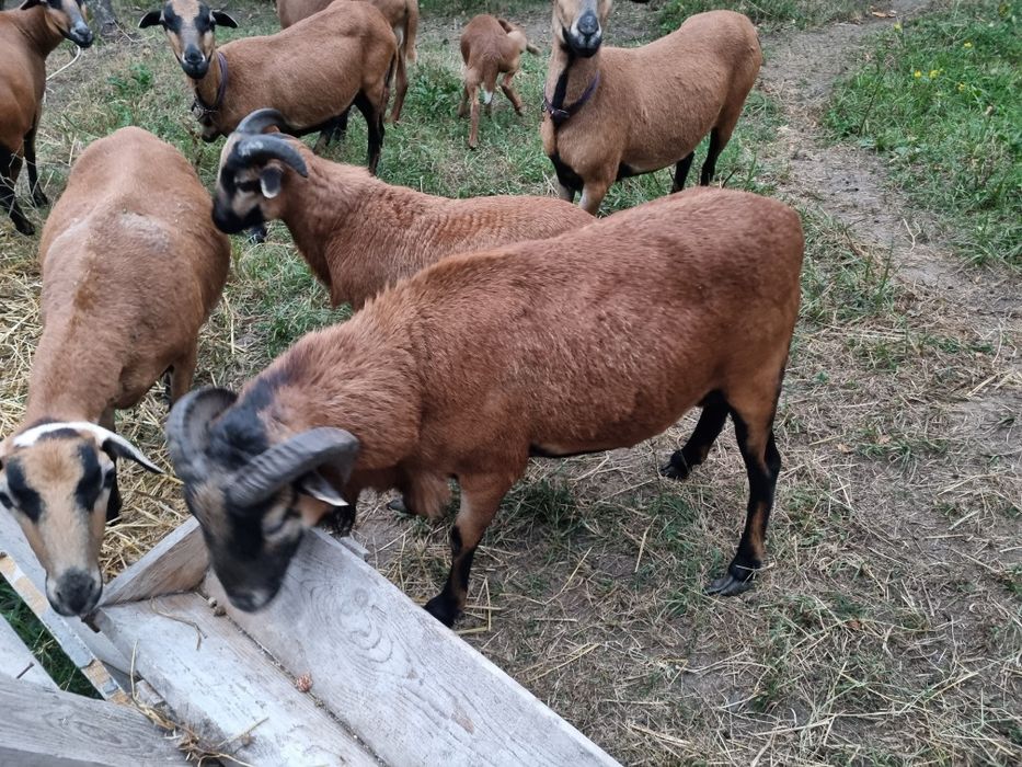 Berbec rasă Camerun