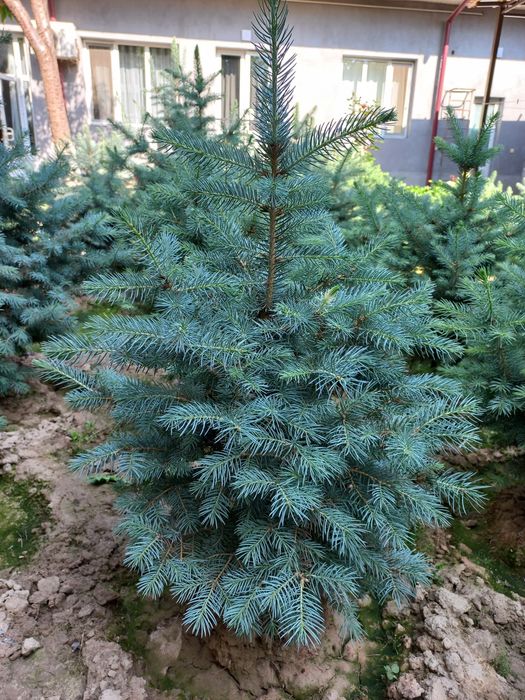 Archa голубое если