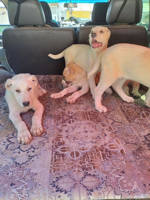 Щенки алабая двамесяца