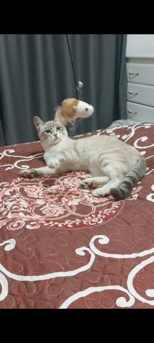 Отдам ласковую кошечку табби