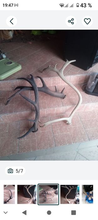 Vând coarne, trofeu cerb