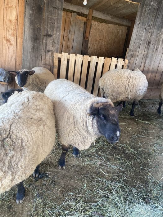 Berbec sulfok de vanzare.