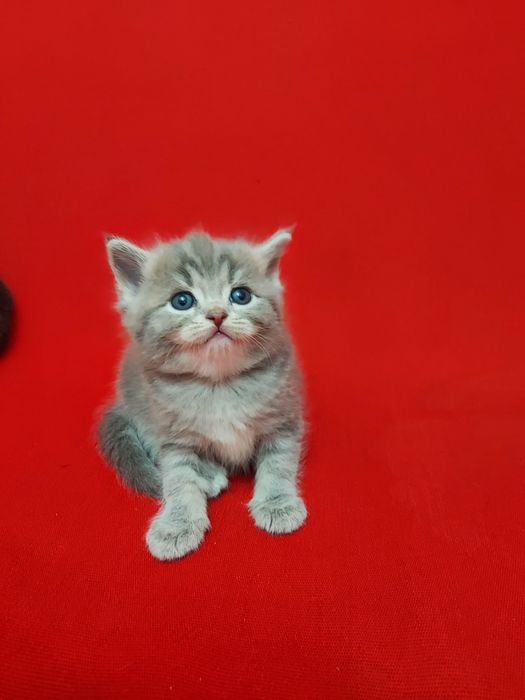 Продаю породистых котят