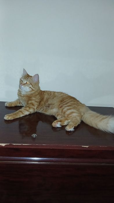 Mushuk oʻgʻil mushuk