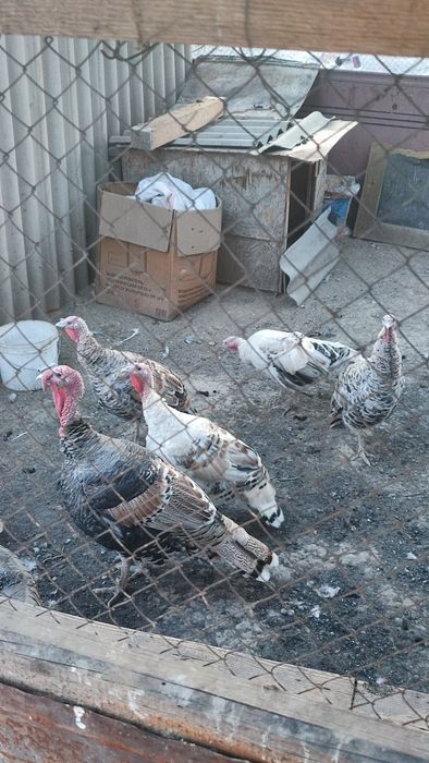 Индюки 1 самец, 4 самки