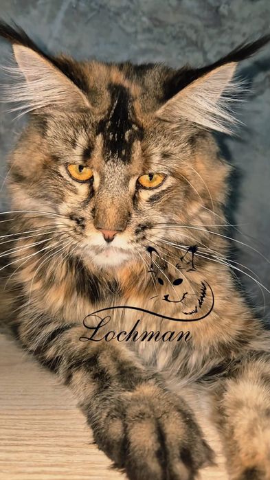 Мейн-кун котята с питомника