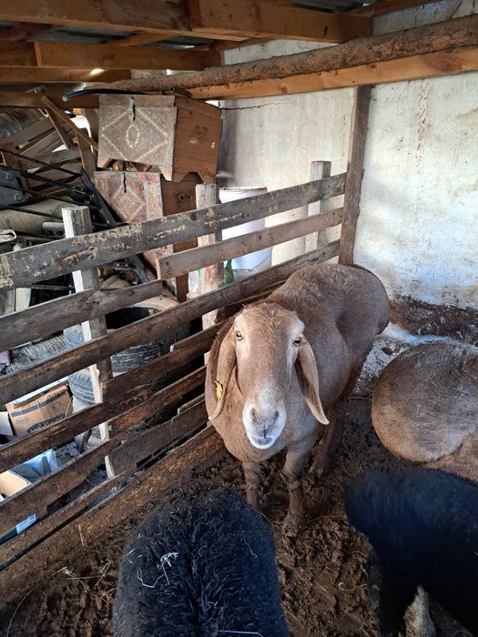 Самка баран крупного телосложение