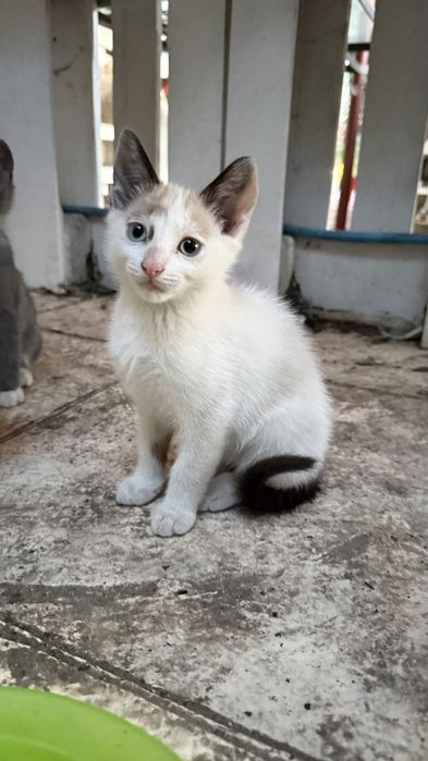 Pisici  Mici si frumoase pentru adoptie