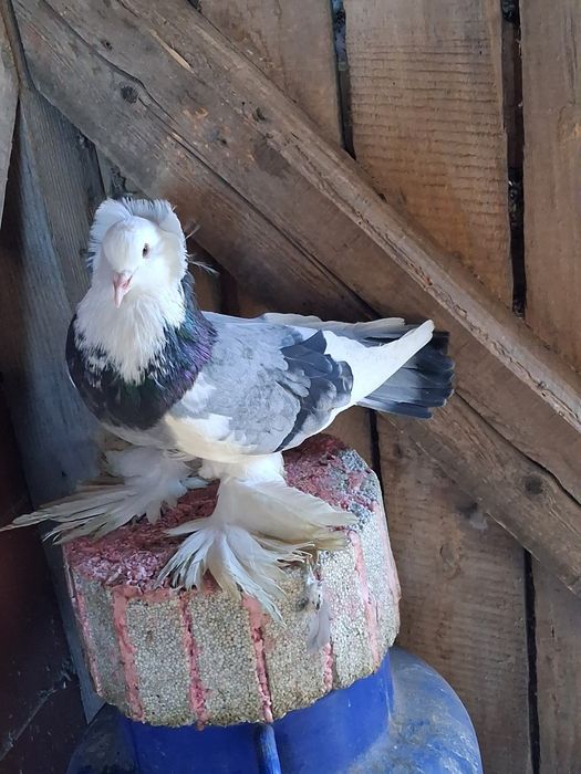 Porumbei de vânzare