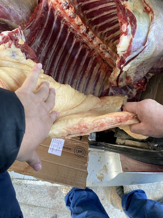 Соғымға семіз жабағылар