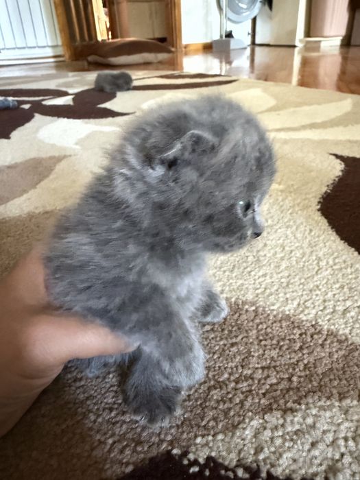 Котята пордистые скотиш фолд