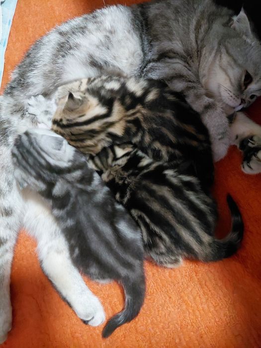 Продам очароватеных котят