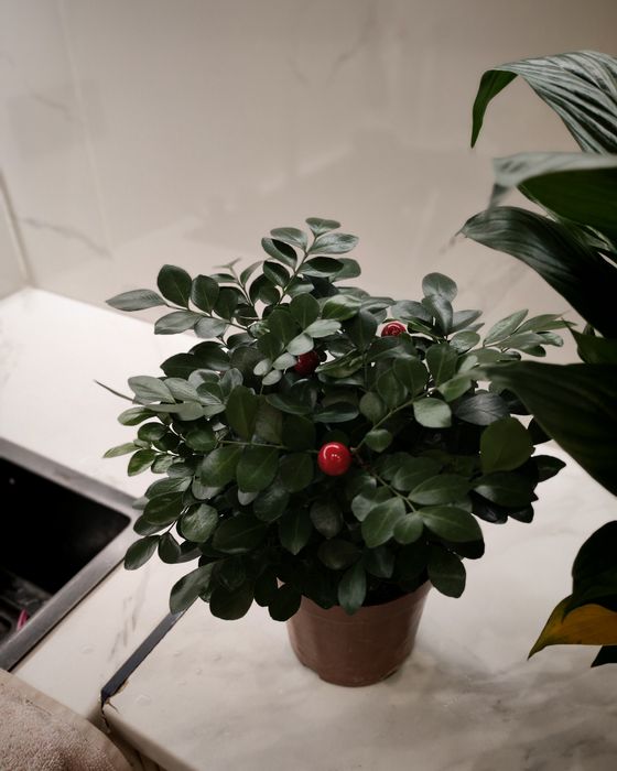 Домашний цветы 34