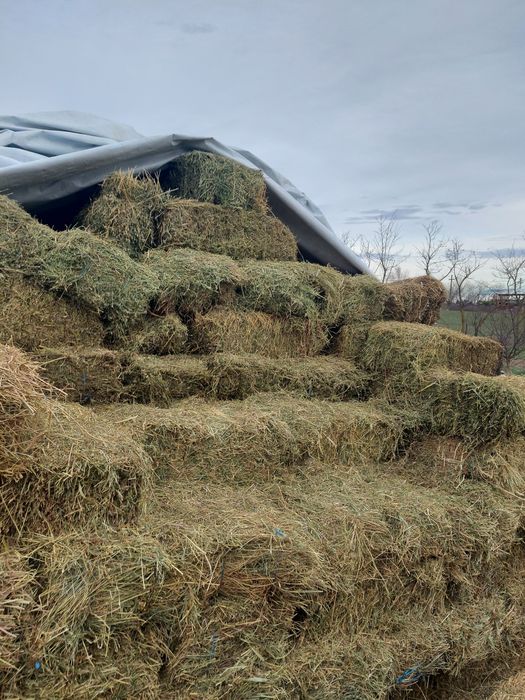Baloti lucernă de vanzare