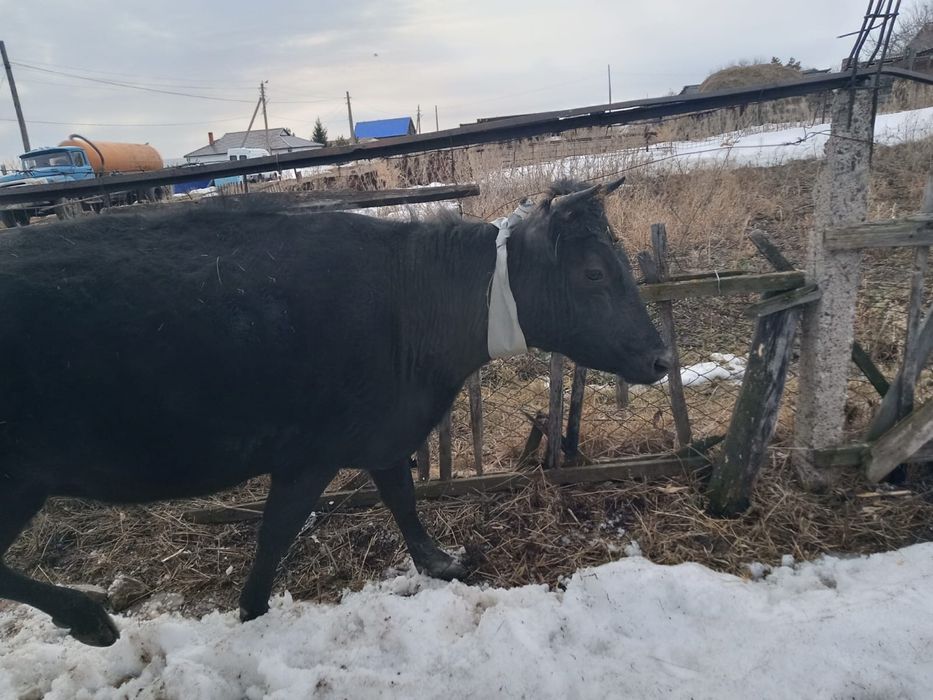 Продам продам…..