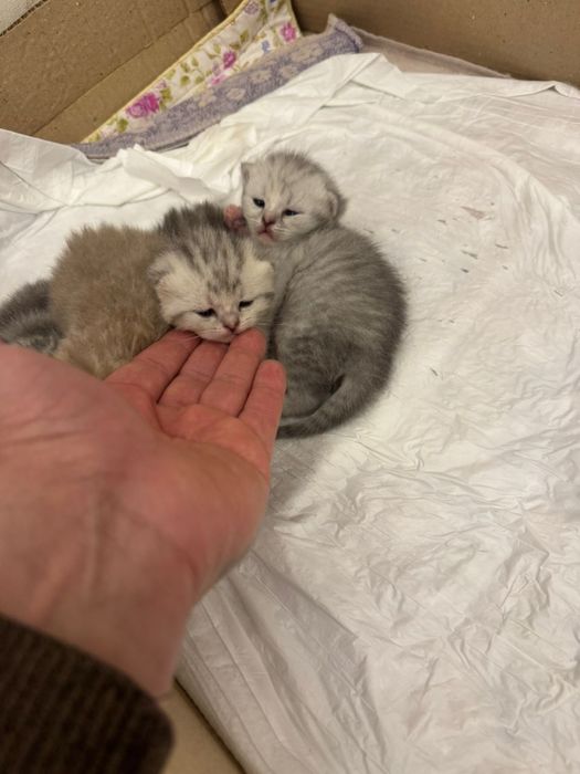 Мушукчалар сотилади 2милондан онаси скотиш страйт онаси скотиш фолд